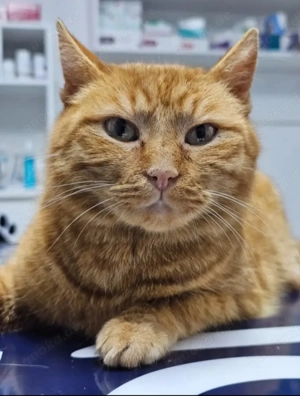 Lala Ruhiges Katzenmädel sucht harmonische Familie