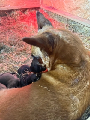 Malinois X herder Bild 2