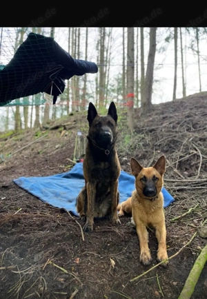 Malinois X herder Bild 3