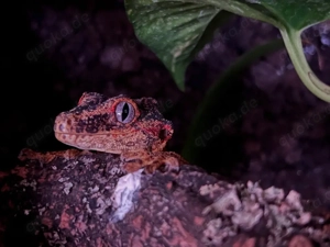 Höckerkopfgecko Rhacodactylus auriculatus 1.0