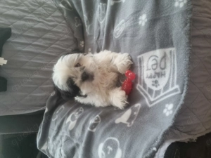 Shih tzu Weibchen 