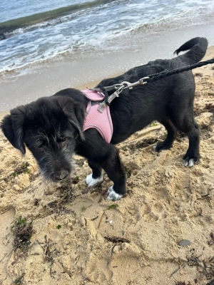 Blake sucht eine Familie 