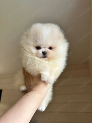 Pomeranian-Welpen zur Adoption