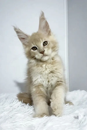 Maine-Coon-Katzen (männlich & weiblich)   Reinrassig   Reservierung möglich