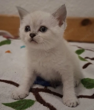 reinrassige britische Kätzchen