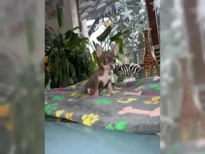 Top Chihuahua Mädchen mit Stammbaum