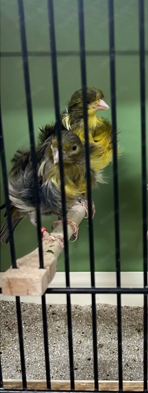 Kanarienvögel Fiorino. Frisuer 