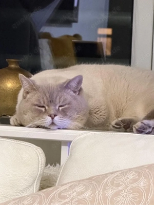 deckkater red point Bild 5