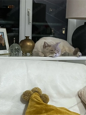 deckkater red point Bild 4