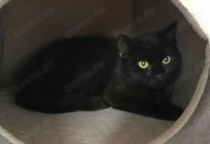 Pflegestelle für Katzen gesucht