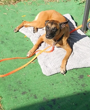 Belgischer Schäferhund