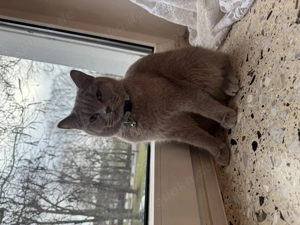 BKH Katze in Grau von April 