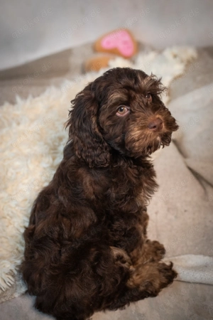  Cockapoo   Choco Hündin 
