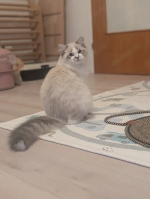 Ragdoll junger Kater 6 Monate 