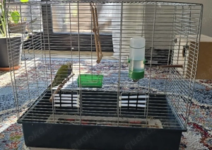 Wellensittich-Pärchen 