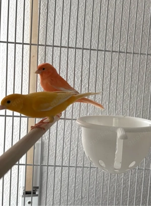 Kanarienvogel Paar rot orange