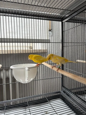 Gelbes Kanarienvogel Paar