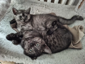 Kätzchen 2 Katerchen und 1 Mädchen BKH EKH marmor-schwarz