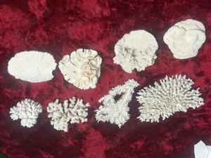 Korallen aus Sammlung Auflösung, die Größte Koralle ist circa 30 x 22 x 12 cm
