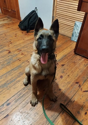 Malinois Rüde  mit FCI Ahnentafel