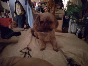 Kleiner shih-tzu zu verkaufen 