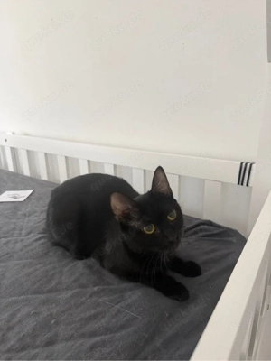 Europäisch Kurzhaar