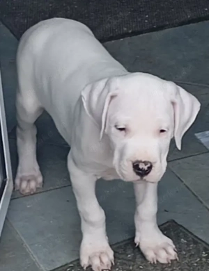 Dogo Argentino Welpen 
