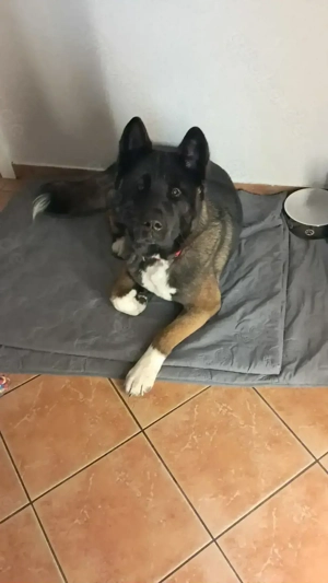 Akita Hündin  abzugeben 