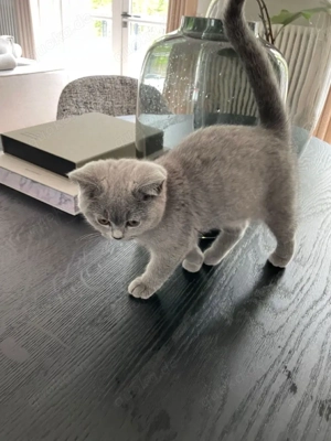 BKH kitten abholbereit