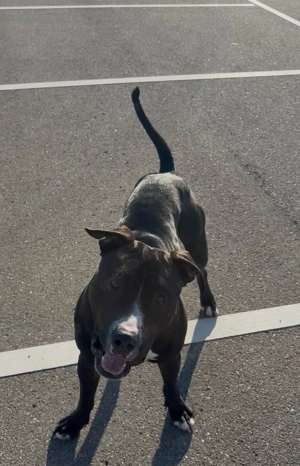 Deckrüde American Bully