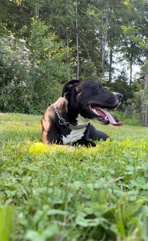 Deckrüde American Bully Bild 2
