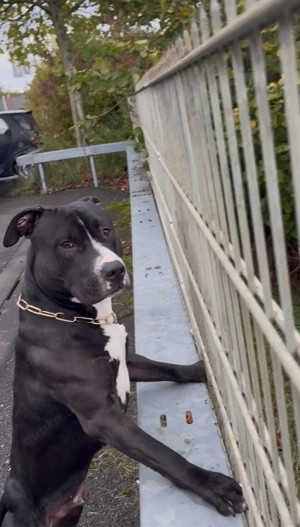 Deckrüde American Bully Bild 4