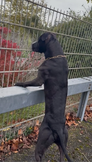 Deckrüde American Bully Bild 3