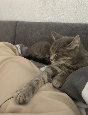 Britisch Langhaar Katze (weiblich)   gesund & verschmust   sucht passenden Deckkater