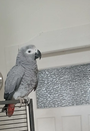 Papageien Mädchen abzugeben 