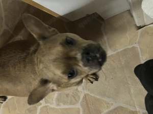 Hybrid Französische Bulldogge Weibchen 