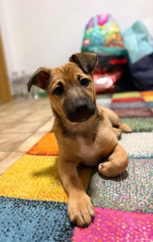 5 Monate alte Peanut