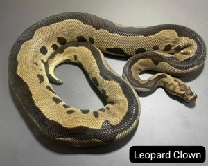 Python regius Königspython 