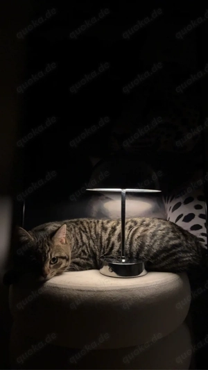 Europäisch Kurzhaar Katze