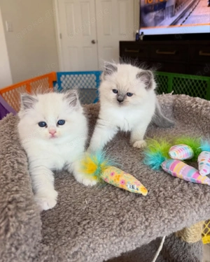 Verfügbare Ragdoll-Kätzchen