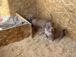 American Bully Welpen