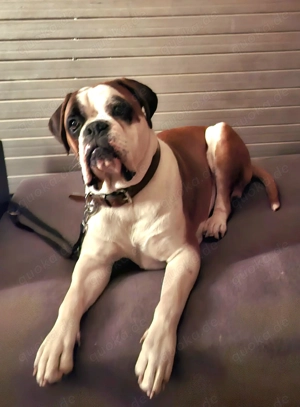 Deckrüde Dexter Boxer