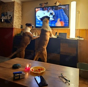 Deckrüde Dexter Boxer Bild 2
