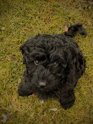 Pudelwelpe sucht noch ein Zuhause!