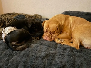 Bordeaux Dogge Frieda in liebevolle Hände abzugeben