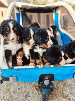 Berner-Sennen Welpen