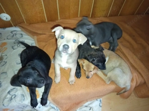 wunderschöne Welpen abzugeben