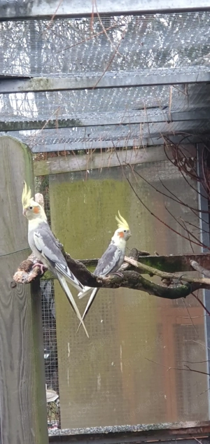 Nympfensittiche Bild 3
