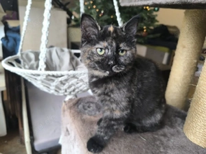 Brittisch Kurzhaar Pünktchen 