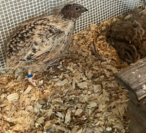 Wachtel, Wachtelhahn Bild 2